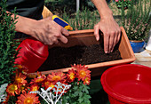 Plant the box with autumn flowers Fill in the soil and then moisten well by spraying.