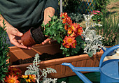 Boxes planted with autumn flowers