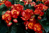 Begonia elatior 'Carneval' (Begonia)