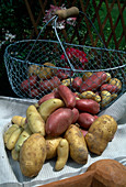 Freshly harvested potatoes (Solanum tuberosum), different varieties