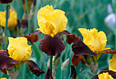 Schwertlilie (Iris germanica) 'Supreme Sultan'