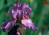 Iris 'Raspberry Ripples' (Schwertlilie)