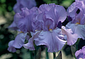 Iris barbata 'Lake Reprise' (Schwertlilie)