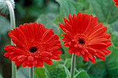 Gerbera 'Debora'