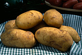 Frisch geerntete Kartoffeln (Solanum tuberosum)