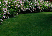 Lawn with pink (rose hedge)