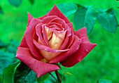 Rosa 'Fernand Point' - Painter's Rose v. Delbard Tea hybrid, repeat flowering