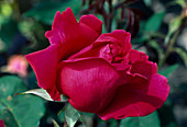 Rosa 'Roseraie de Blois' Tea hybrid, repeat flowering, fragrant