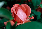 Rosa 'Silver Jubilee' Tea hybrid, double flowering, light fragrance