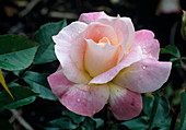 Rosa 'Eclipse' tea hybrid, repeat flowering, fragrant
