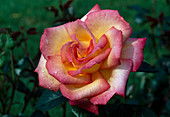 Rosa 'Roxane' tea hybrid, repeat flowering, fragrant