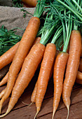 Freshly harvested and washed carrots 'Napoli' (Daucus carota)