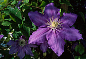 Clematis 'Lasurstern' (Wood Vine)