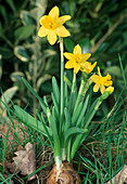 Narcissus 'Tête-à-Tête' (Narcissus, bulb is visible)