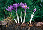 Crocus vernus (Krokusse), Zwiebeln und Wurzeln sichtbar