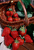 Erdbeere 'Eros' (Fragaria)