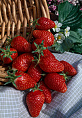 Strawberries 'Gariguette' (Fragaria)