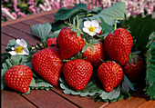 Erdbeeren 'Hummi Gento' (Fragaria), Dauertragend