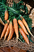 Frisch geerntete Möhren, Karotten (Daucus carota), sauber gewaschen an Korb