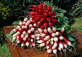 Freshly washed bunches of radishes in red and red and white