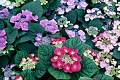 Hydrangea macrophylla