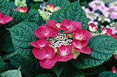 Hydrangea macrophylla / Hortensie