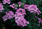 Verbena 'Temari Violet Star' (verbena)