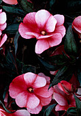 Impatiens New Guinea 'Sonic Sweet Red' (Sweet Lily)