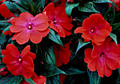 Impatiens New Guinea 'Sonic Scarlet Blush' (sweet pea)