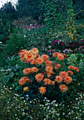 Dahlia 'Preference' (dahlias) in the cottage garden
