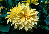 Dahlia 'Gallery Cezanne' (Dahlie)