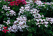 Pelargonium peltatum 'Cascadia choice ' (Simple hill geraniums)