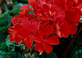 Pelargonium zonale 'Opera' (standing geranium)