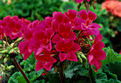 Pelargonium zonale 'Brazil' (Stehende Geranie)