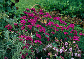 Dianthus barbatus interspecific 'Bouquet Purple' (Bartnelken)