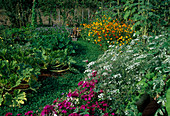 Bauerngarten mit Dianthus (Nelken), Ammi majus (Knorpelmöhre), Cosmos sulphureus (Schmuckkörbchen), Zucchini (Cucurbita pepo), Bohnen (Phaseolus), Weg mit Klee