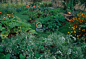 Farm garden with courgettes (Cucurbita pepo), bush beans (Phaseolus), Cosmos sulphureus (jewel basket), baskets with freshly harvested vegetables, wheelbarrow with garden tools