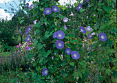 Ipomoea 'Bleu d'Azur' (Showy bindweed)