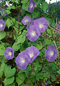 Ipomoea 'Bleu d'Azur' (Showy vine)