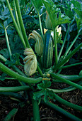 Zucchini (Cucurbita pepo) mit Frucht