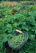 Freshly picked bush beans (Phaseolus) in a wire basket