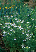 Nigella sativa (Schwarzkümmel)