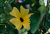 Thunbergia alata (Black-eyed Susanne) with yellow flowers