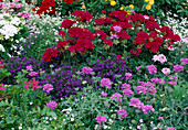 Colourful summer flowerbed with Pelargonium (geranium), Lobelia (male chaff) and Verbena (verbena)