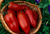 Tomate 'Andine Corune' (Lycopersicon)