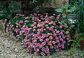 Erigeron glaucus 'Sea Breeze' (Garden fine ray), fine ray aster in gravel bed
