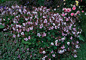 Geranium x cantabrigiense 'Biokovo' - Storchschnabel