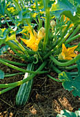 Zucchini 'Cococelle' (Cucurbita pepo) with flowers and fruit