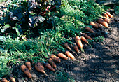 Frisch geerntete Möhren, Karotten (Daucus carota) im Beet