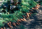 Freshly harvested carrots (Daucus carota) in a bed